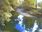 Live Camera Feed at Dolau Afon