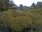 Live Camera Feed at Haddington