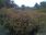 Live Camera Feed at Haddington