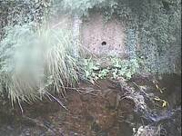 Camera at Porlock - Hawkcombe Stream