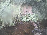 Camera at Porlock - Hawkcombe Stream